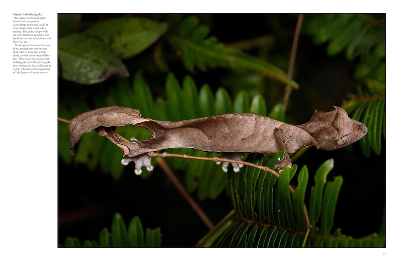 Aper&ccedil;u du contenu 5_Crocodiles, Alligators & Lizards