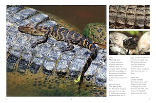 Aper&ccedil;u du contenu 3_Crocodiles, Alligators & Lizards
