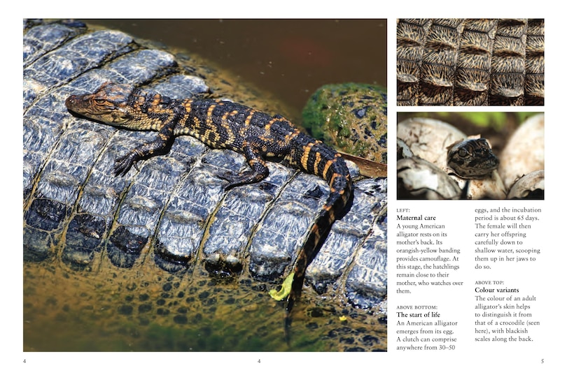 Aper&ccedil;u du contenu 3_Crocodiles, Alligators & Lizards