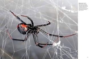 Aperçu du contenu_Dangerous Animals