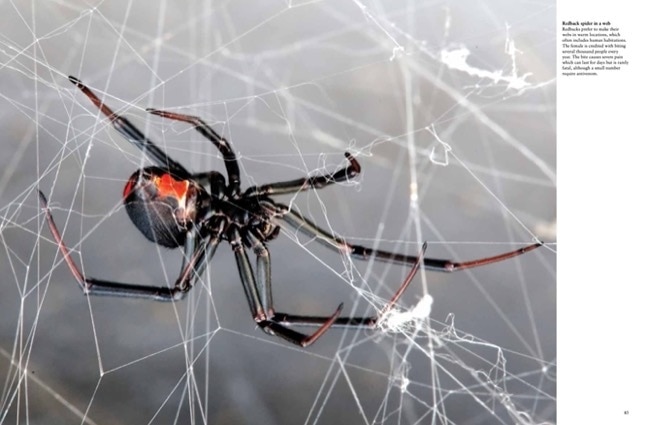 Aperçu du contenu_Dangerous Animals