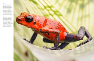 Aperçu du contenu 2_Dangerous Animals