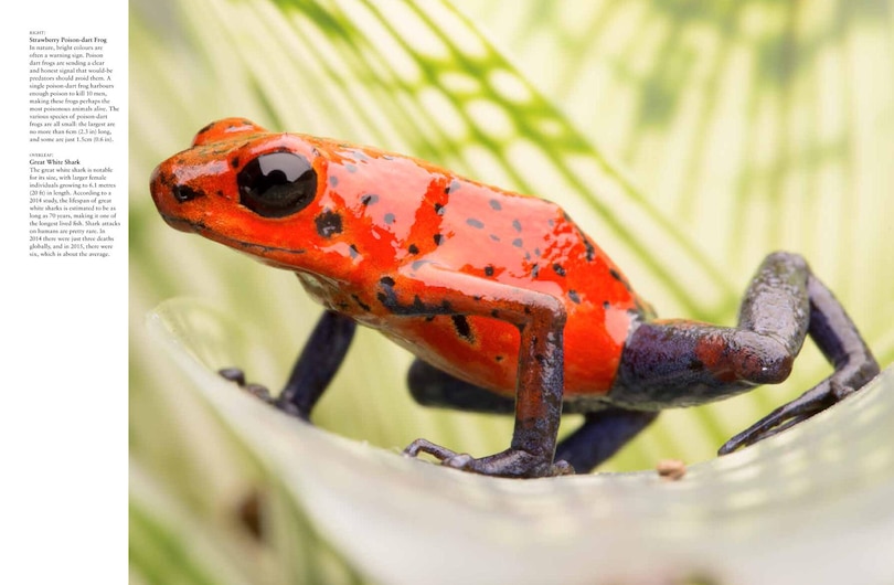 Aperçu du contenu 2_Dangerous Animals