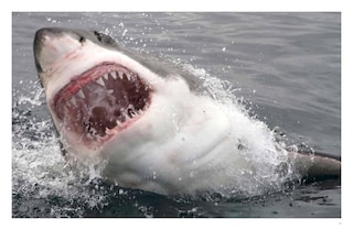 Aperçu du contenu 3_Dangerous Animals