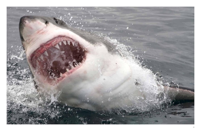 Aperçu du contenu 3_Dangerous Animals