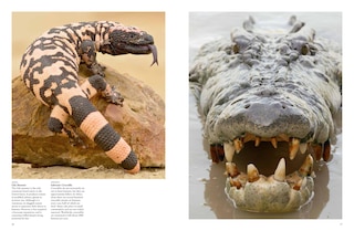 Aperçu du contenu 4_Dangerous Animals