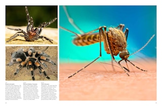 Aperçu du contenu 5_Dangerous Animals