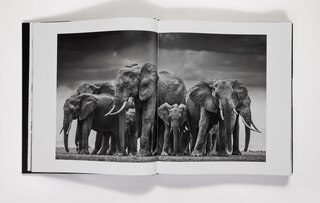 Aperçu du contenu 2_David Yarrow