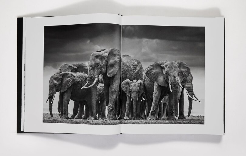 Aperçu du contenu 2_David Yarrow