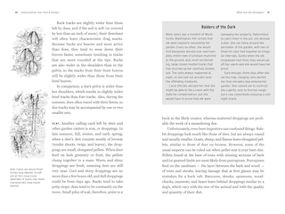 Sample content 3_Deerproofing Your Yard & Garden