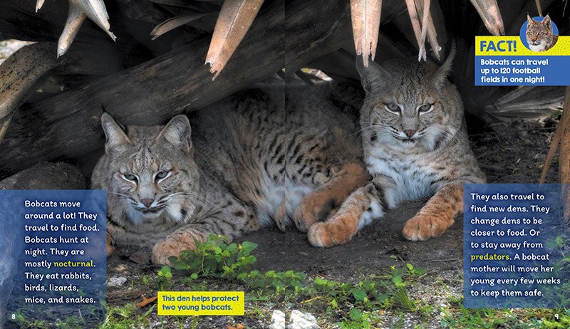 Aperçu du contenu_Dens (Learn About: Animal Homes)