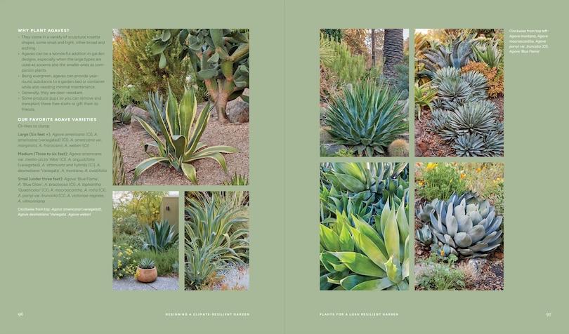 Sample content_Designing the Lush Dry Garden