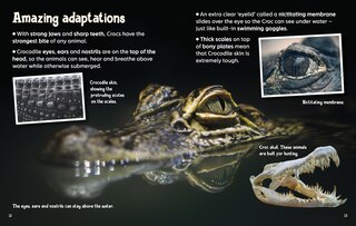 Aper&ccedil;u du contenu 4_Did You Know? Crocodiles