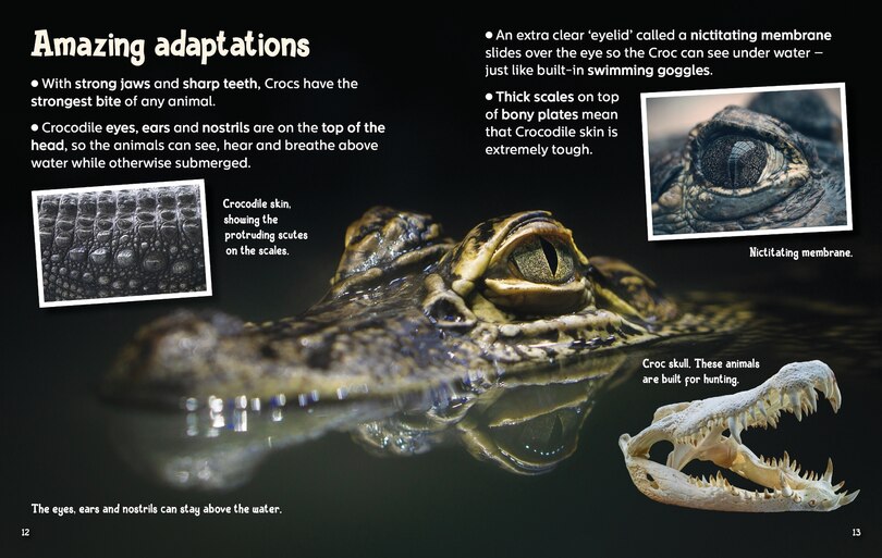 Aper&ccedil;u du contenu 4_Did You Know? Crocodiles