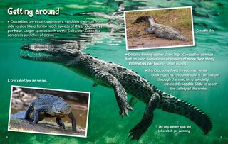 Aper&ccedil;u du contenu 5_Did You Know? Crocodiles