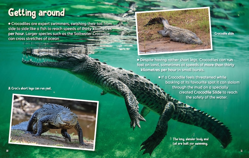 Aper&ccedil;u du contenu 5_Did You Know? Crocodiles
