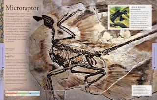 Sample content 5_Dinosaurs: A Visual Encyclopedia, 2nd Edition