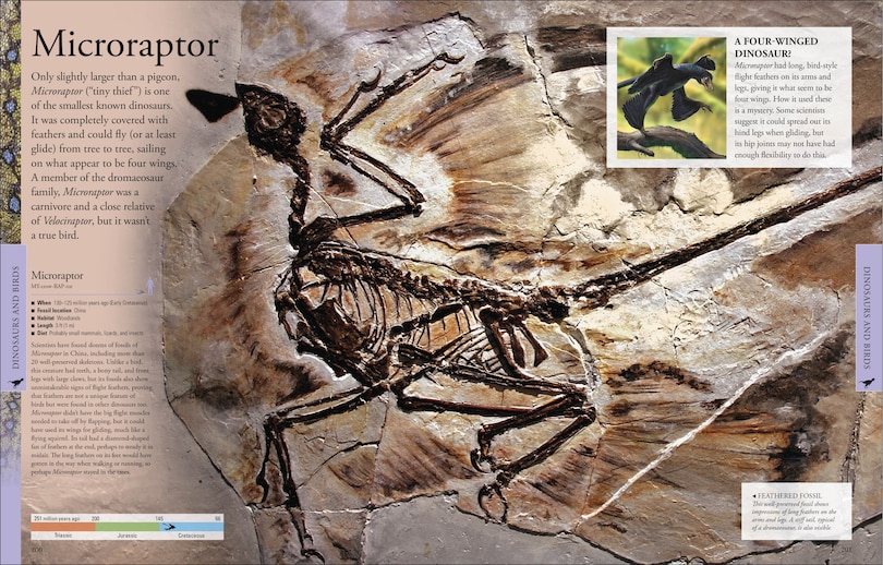 Sample content 5_Dinosaurs: A Visual Encyclopedia, 2nd Edition