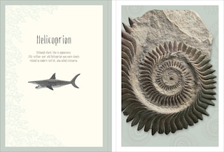 Sample content 4_Dinosaurs and Other Prehistoric Life Poster Book