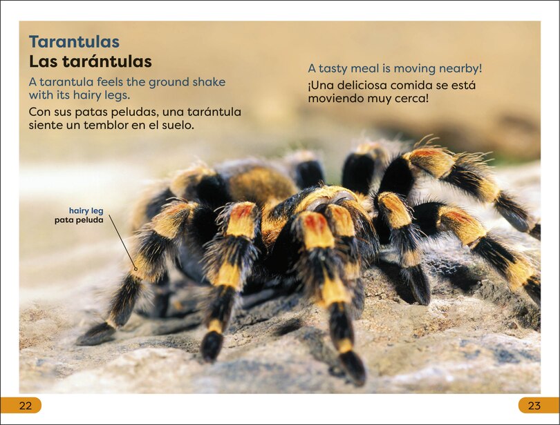 Sample content 4_DK Super Readers Level 1 Spanish Bilingual Jungle Animals â€“ Animales de la selva