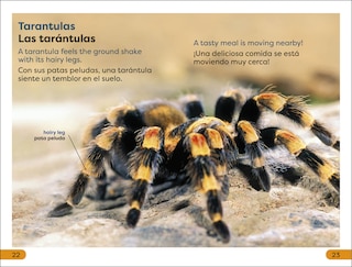 Aperçu du contenu 4_DK Super Readers Level 1 Spanish Bilingual Jungle Animals â€“ Animales de la selva