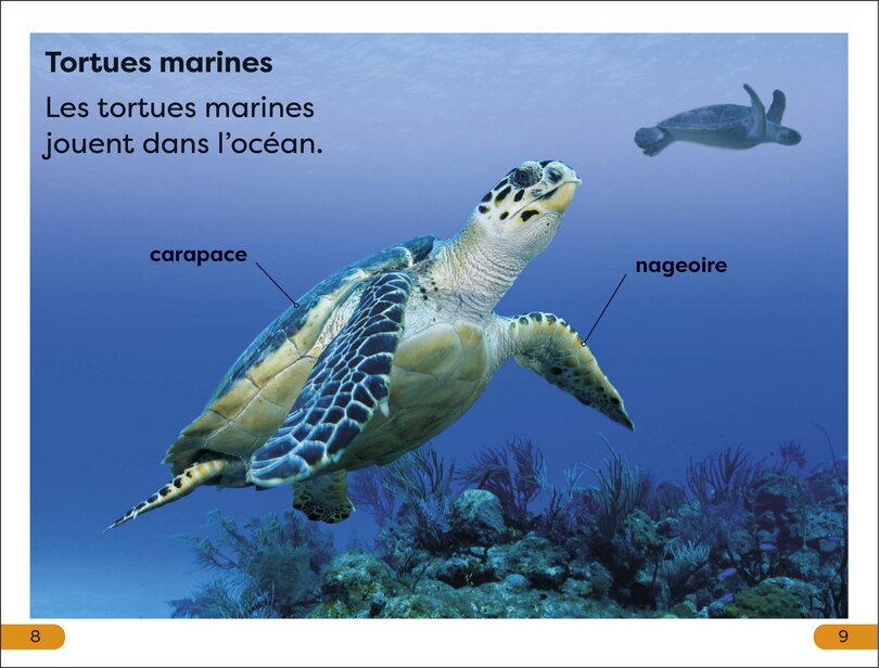 Aperçu du contenu 2_DK Super Readers Level 1 Explore le Récif corallien (Explore the Coral Reef)