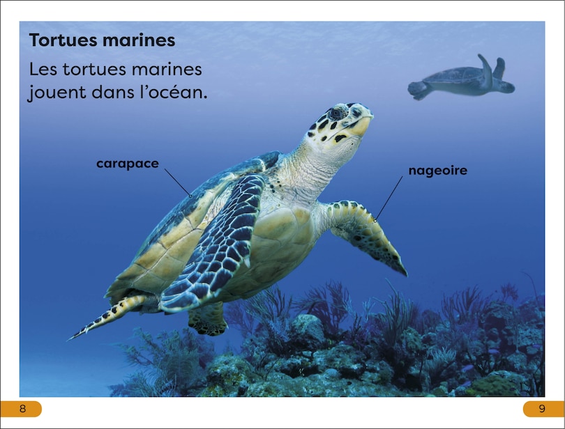 Sample content 2_DK Super Readers Level 1 Explore le Récif corallien (Explore the Coral Reef)