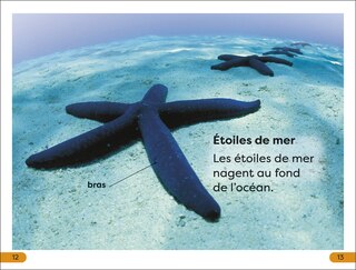 Sample content 3_DK Super Readers Level 1 Explore le Récif corallien (Explore the Coral Reef)