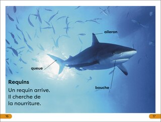 Sample content 4_DK Super Readers Level 1 Explore le Récif corallien (Explore the Coral Reef)