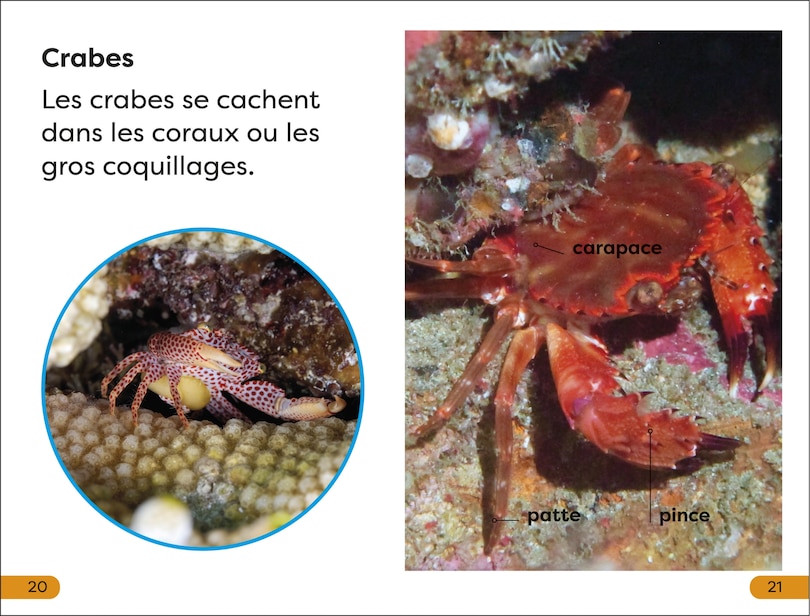 Sample content 5_DK Super Readers Level 1 Explore le Récif corallien (Explore the Coral Reef)