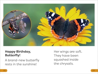 Sample content 2_DK Super Readers Level 1 Becoming a Butterfly