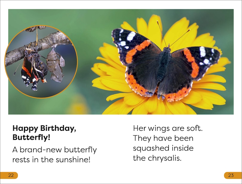 Sample content 2_DK Super Readers Level 1 Becoming a Butterfly
