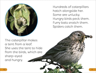 Sample content 3_DK Super Readers Level 1 Becoming a Butterfly