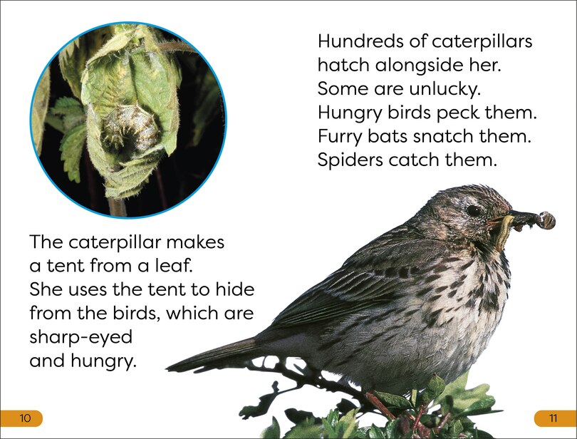 Sample content 3_DK Super Readers Level 1 Becoming a Butterfly