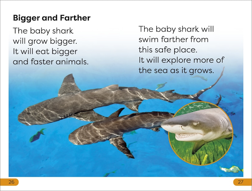 Sample content 2_DK Super Readers Level 1 Life of a Baby Lemon Shark