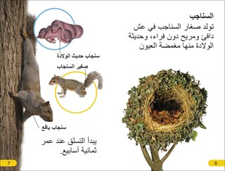 Sample content 2_DK Super Readers Level 2 Wild Baby Animals (Arabic translation)