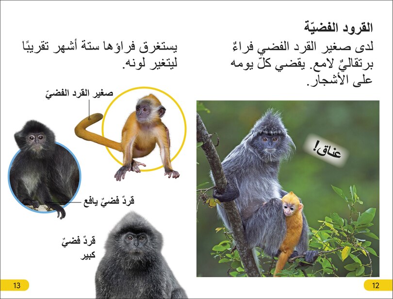 Sample content 3_DK Super Readers Level 2 Wild Baby Animals (Arabic translation)