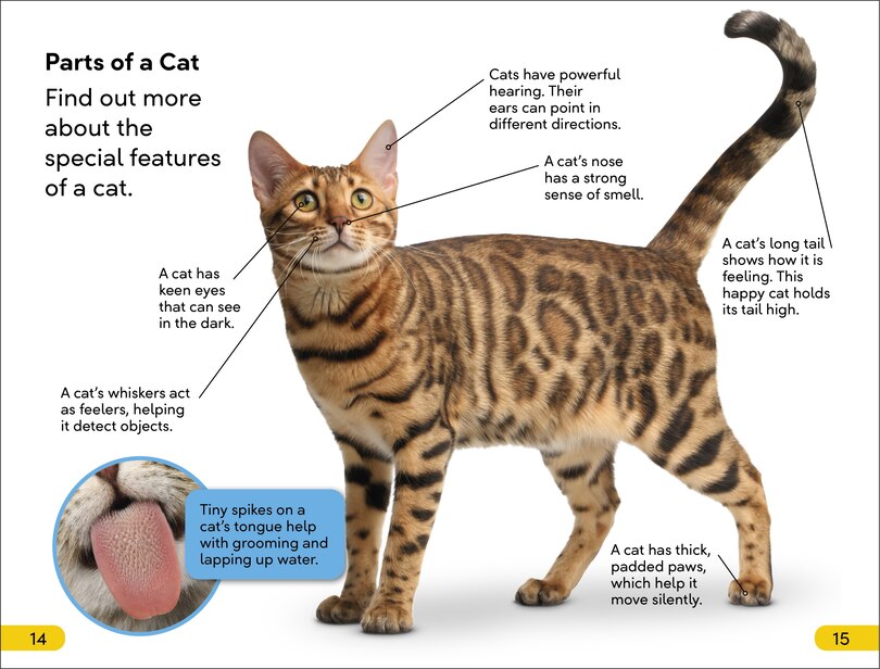 Sample content 2_DK Super Readers Level 2 Cats and Kittens