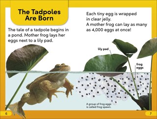 Aperçu du contenu 2_DK Super Readers Level 2 Tale of a Tadpole