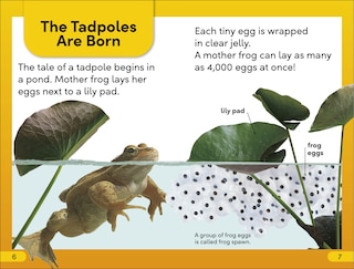 Sample content 2_DK Super Readers Level 2 Tale of a Tadpole