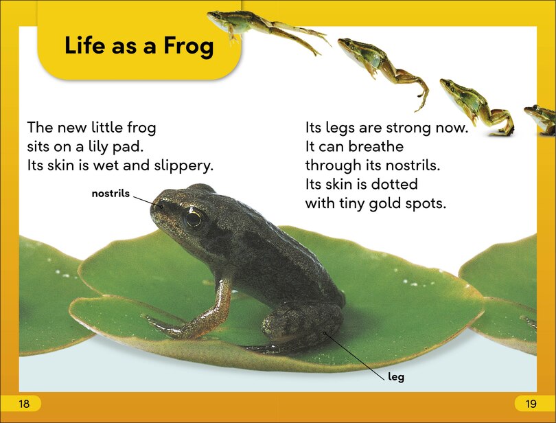 Sample content 3_DK Super Readers Level 2 Tale of a Tadpole