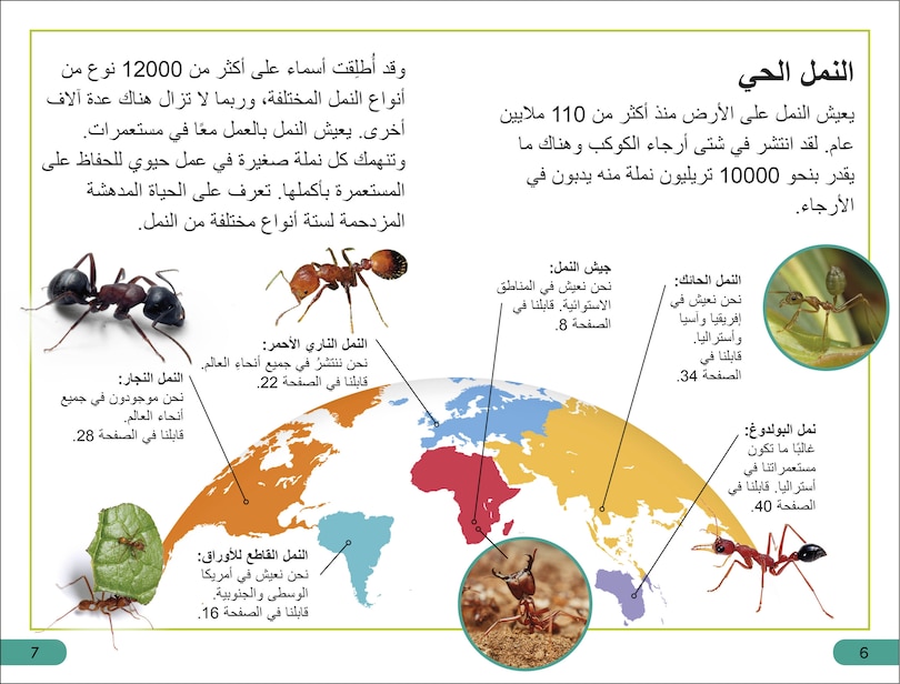 Sample content 2_DK Super Readers Level 3 Ant Antics (Arabic translation)