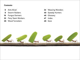 Sample content 4_DK Super Readers Level 3 Ant Antics