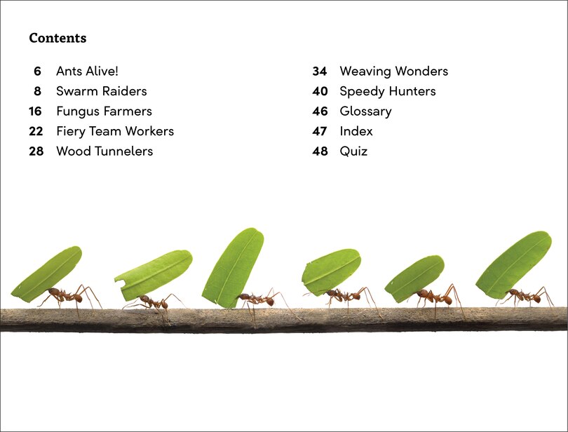 Sample content 4_DK Super Readers Level 3 Ant Antics