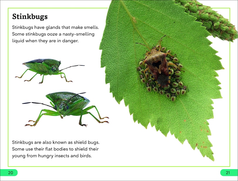 Sample content 2_DK Super Readers Level 3 Bugs! Bugs! Bugs!