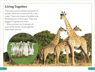 Sample content 2_DK Super Readers Level 3 Wild Animal Groups