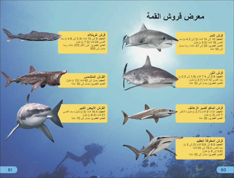 Sample content_DK Super Readers Level 4 Shark Apex Predator (Arabic translation)