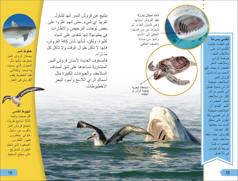 Sample content 3_DK Super Readers Level 4 Shark Apex Predator (Arabic translation)