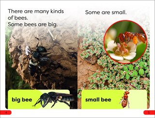 Sample content_DK Super Readers Pre-Level Save the Bees