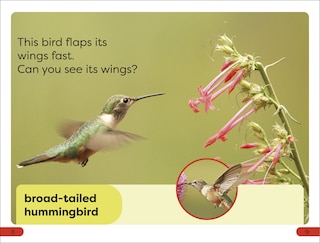 Aper&ccedil;u du contenu 3_DK Super Readers Pre-Level Fast Animals